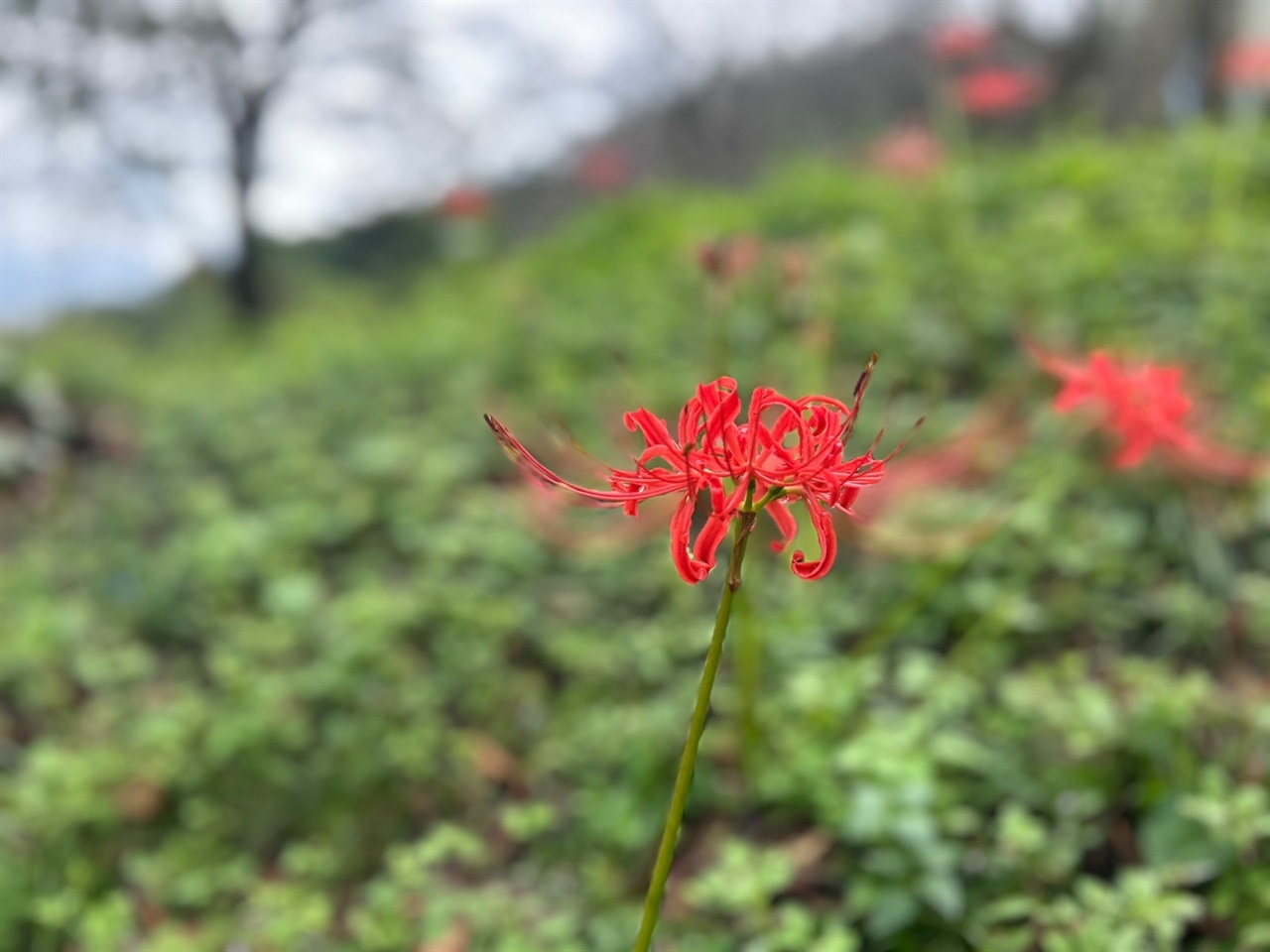 석당산 꽃무릇은 6년 전부터 마을주민들이 석당산에 5천여 본의 꽃무릇을 심은 이후, 자연번식과 지난해 2만여 본의 추가 식재를 하면서 산 전체를 붉게 물들이고 있다.