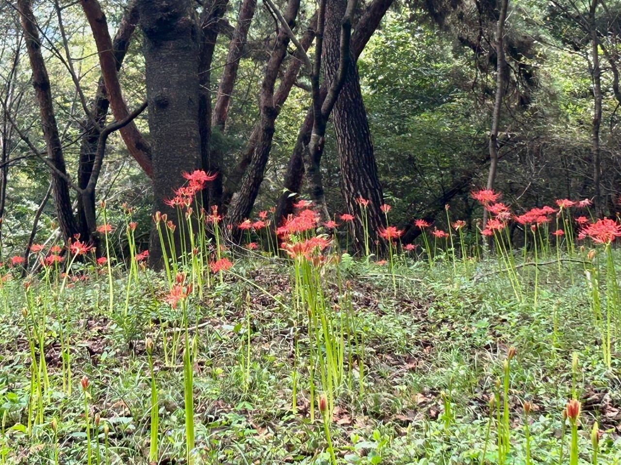 6년 전부터 마을주민들이 석당산에 5천여 본의 꽃무릇을 심은 이후, 자연번식과 지난해 2만여 본의 추가 식재를 하면서 산 전체를 붉게 물들이고 있다.