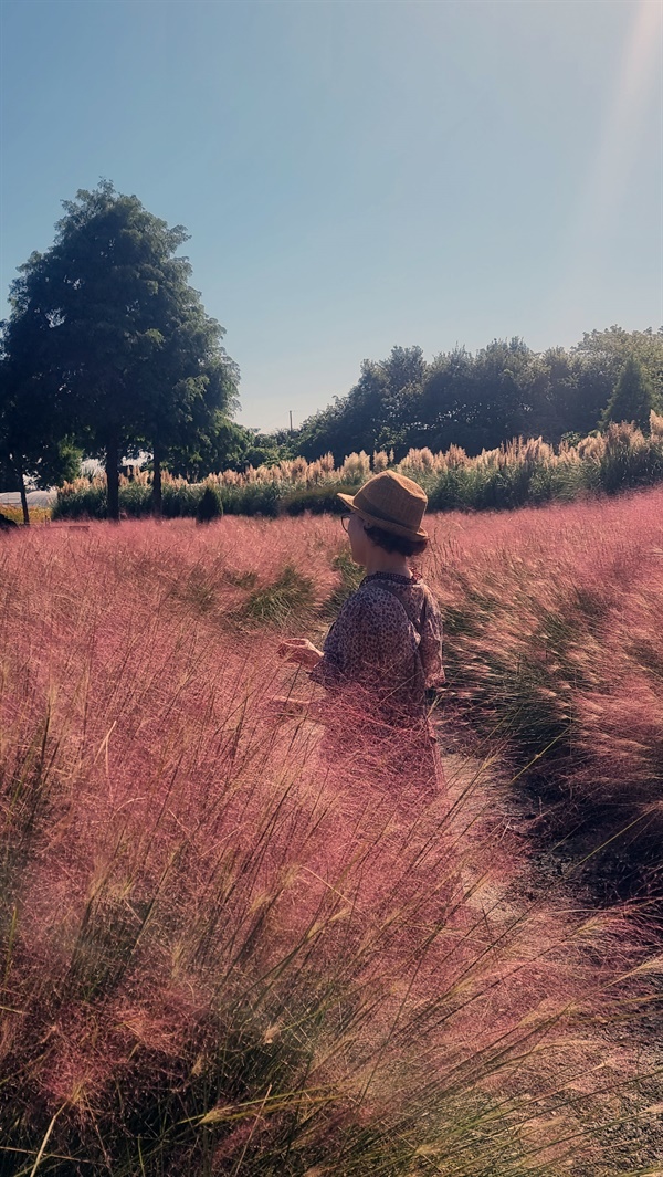 분홍빛 핑크뮬리가 관광객들의 시선을 사로잡는 청산수목원