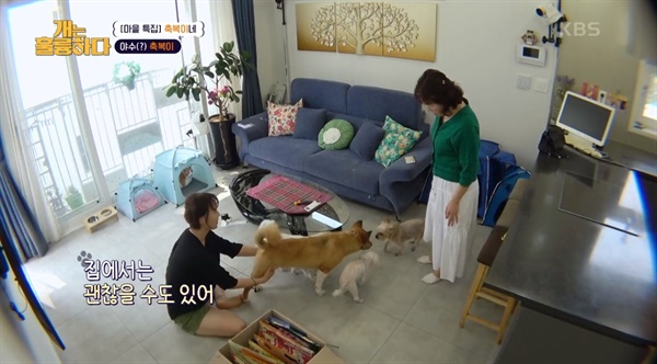  KBS2 <개는 훌륭하다>의 한 장면.