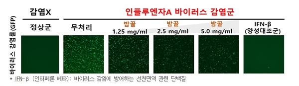 면역세포를 이용한 밤꿀의 바이러스 감염 억제 효과 세포 실험을 통해 밤꿀 처리 후 바이러스 감염 시 최대 62.2% 바이러스 억제 효과를 확인했다.