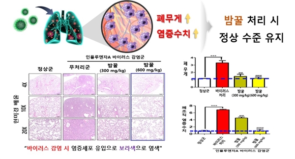  바이러스 감염 전 밤꿀 섭취 시 폐 무게 및 염증 수치 정상 수준을 유지했다.