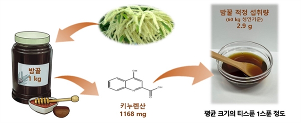  항바이러스 효과가 있는 '키누렌산(Kynurenic acid)'이 밀원별 벌꿀 중 국내산 밤꿀에 가장 높은 함량으로 존재하는 것으로 확인됐다.