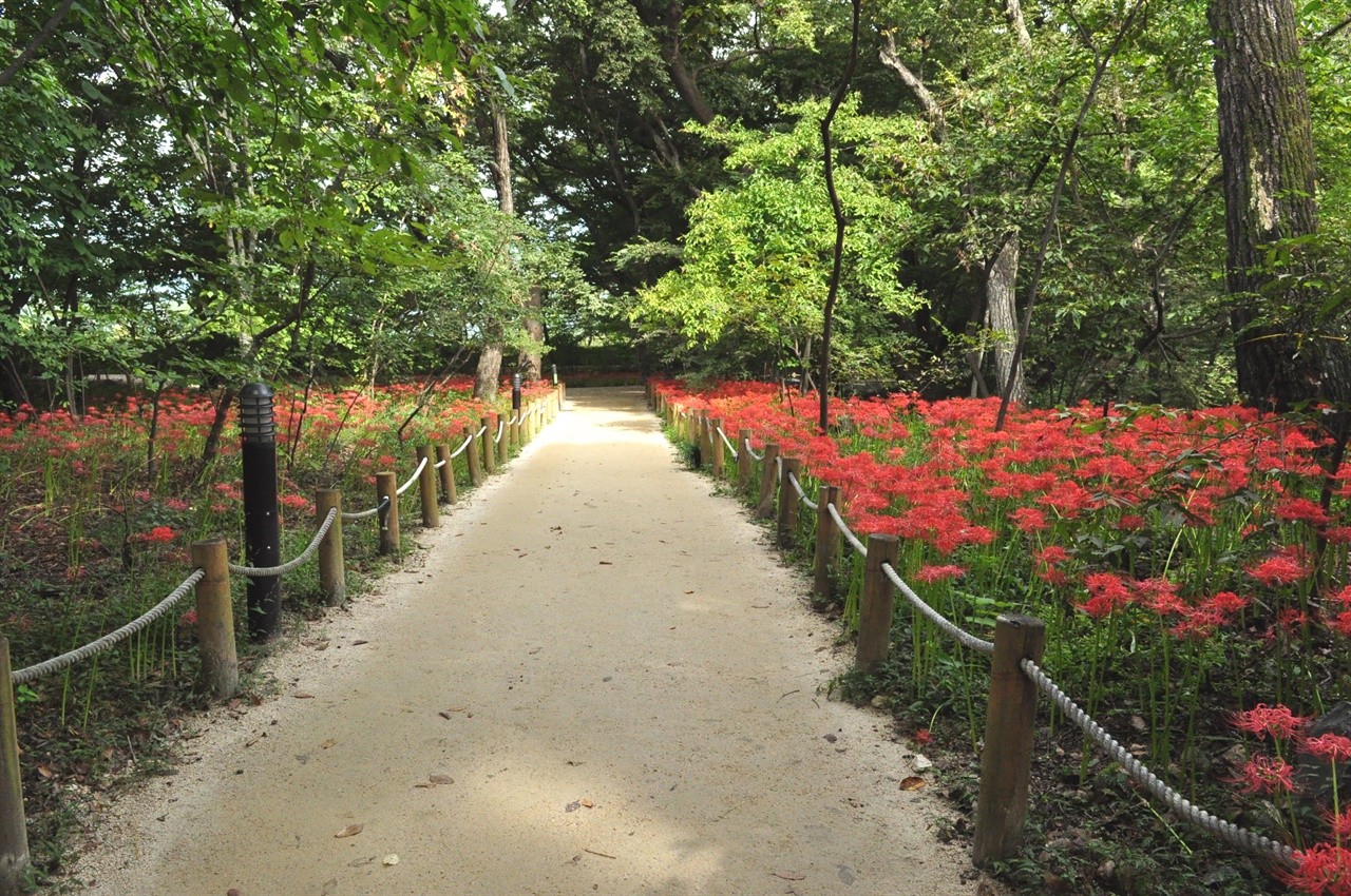 만개한 꽃무릇으로 붉게 변한 숲길을 걷는다.