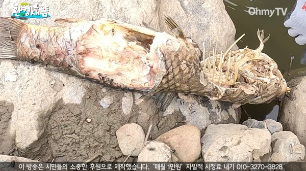 세종시 이응다리 근처에서 발견된 '수달의 식탁'. 수달은 70~80cm되는 대형 잉어를 잡아먹었다. 