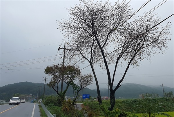 산벚꽃 개화 충남 서천군 한산면 국도 29호선 단상교 부근에 개화한 산벚꽃