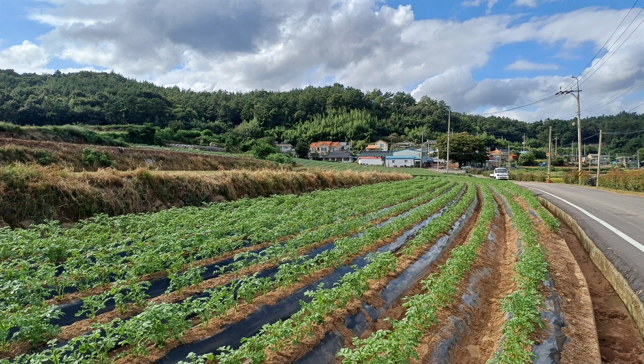명교마을 앞 감자밭. 지역특산 '회천감자'의 재배지다.