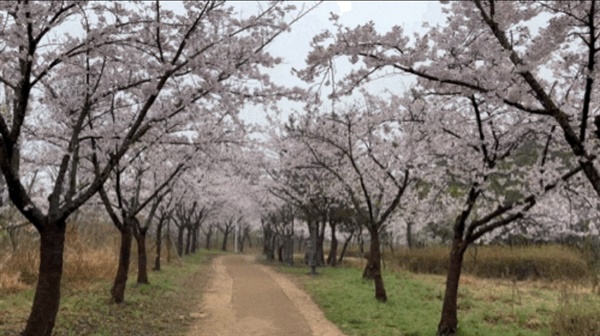 산책로 가장자리에 벚나무가 있어서 봄에는 벚꽃을 즐길 수 있다.