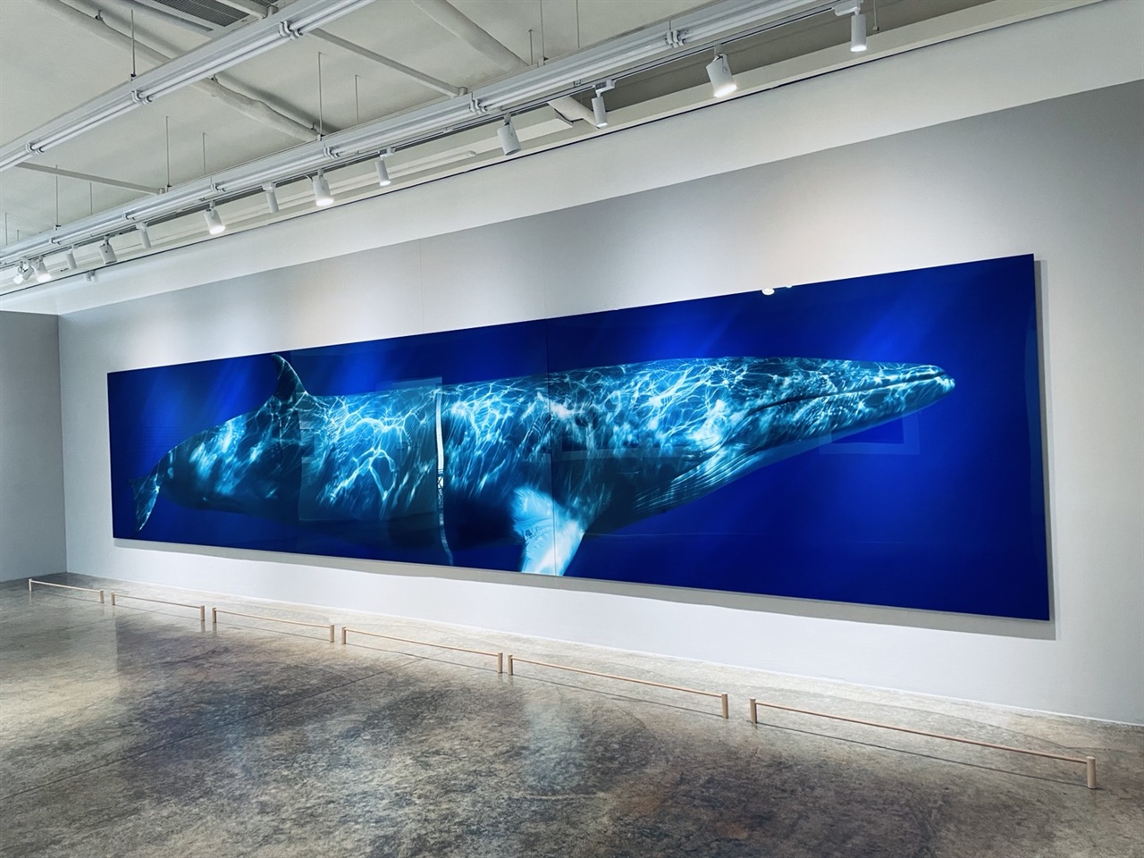 Minke Whale Composite One, 2009 printed 2010, archival lightjet print, 72x360in, A.P.