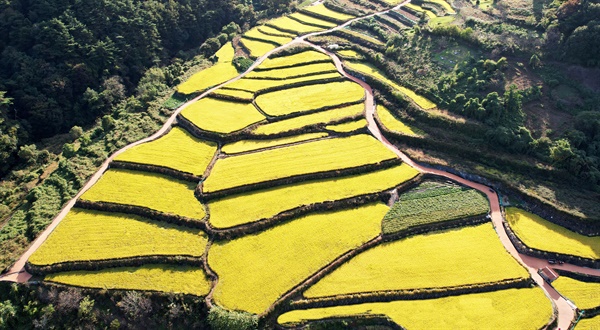  함양 마천면 도마마을 다랭이 논