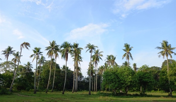 한없이 키를 높인 야자수들이 코코넛을 주렁주렁 단 채 한가로이 하늘을 이고 서 있다. 