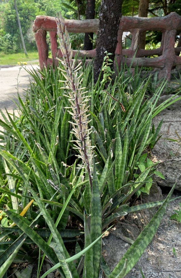 한국에서는 실내에서 관상용으로 기르는 식물인데, 이곳에서는 야외에서 군락을 지어 자란다. 원래 이름은 실린드리카이며 생육환경이 맞으면 이렇게 예쁜 꽃도 피운다.