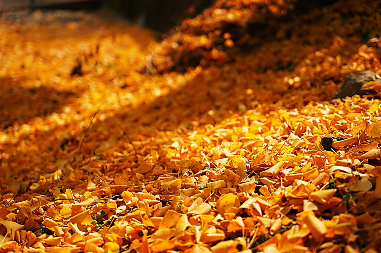  대청호 주변 여흥민씨 종갓집 은행나무 아래에 노란 은행잎이 햇살을 받아 밝게 빛난다.