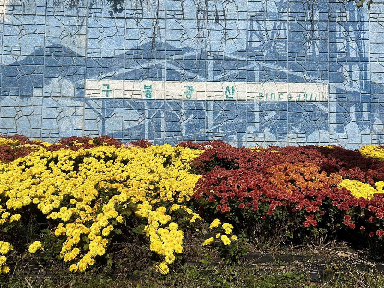 청양군 남양면 구룡3리 도로변의 백만송이 국화. 옹벽에는 지금은 폐광된 구봉광산의 옛모습을 볼 수 있는 벽화가 그려져 있다. 