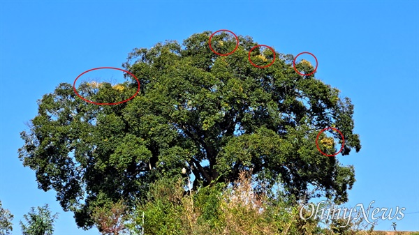 천연기념물 창원 북부리 팽나무. 일부 황엽현상과 조기낙엽(원안) 현상이 발견된다.