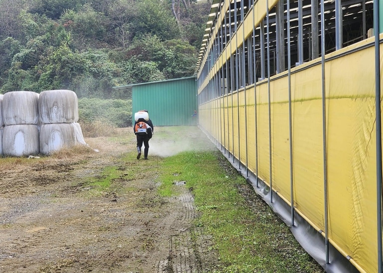  충남 홍성에서도 럼피스킨병이 처음 발생하면서 축산농가에 비상이 걸렸다.