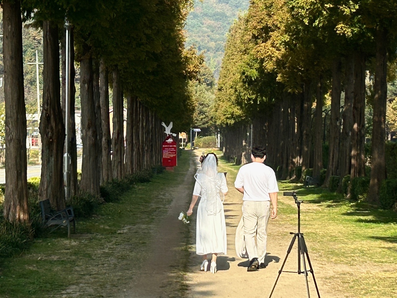 주말을 맞아 메타세콰이아 길에서 예비 부부가 웨딩촬영하고 있다. 