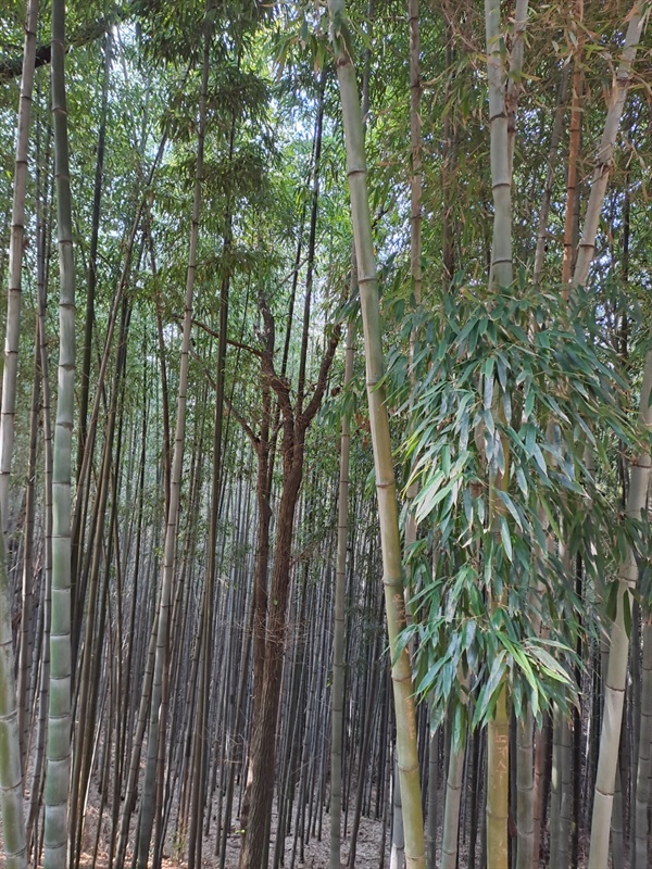 죽녹원 대나무