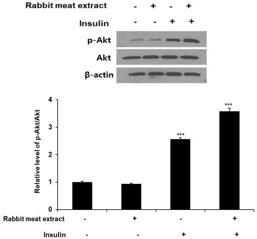 토끼고기 추출물을 처리한 지방세포에서 인슐린을 처리함에 따라 인슐린 신호전달 경로(Akt)를 활성화(p-Akt)하여 지방세포 내 포도당 흡수가 유의적으로 증가했으며, 이는 토끼고기 추출물이 인슐린에 대한 민감성을 개선 시킨다는 것을 의미한다.