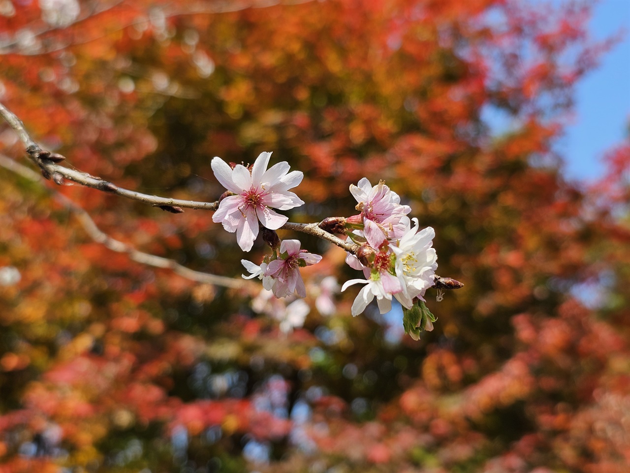 붉은 단풍을 배경으로 핀 가을 벚꽃