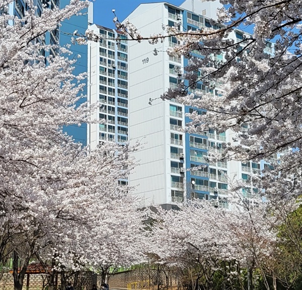 벚나무도 23년이 되어 멋진 벚꽃을 피워주어 아파트에서 벚꽃 축제를 즐긴다.