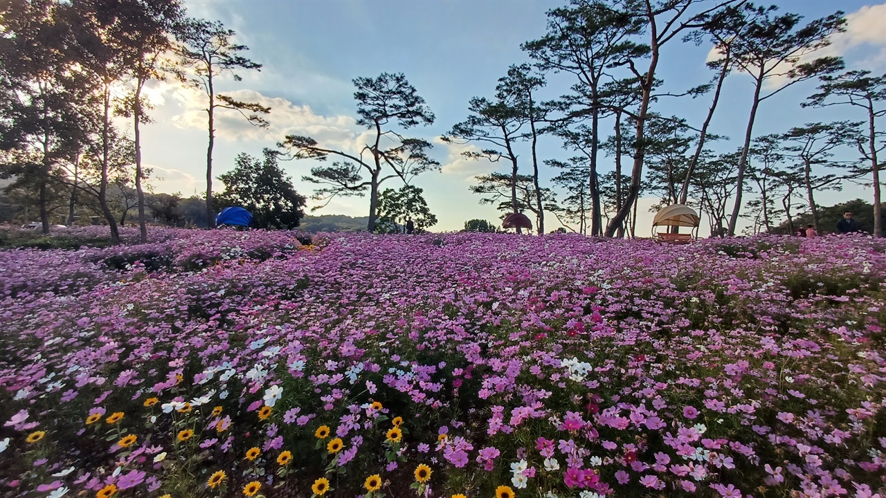 형형색색의 코스모스가 꽃물결을 이루고 있는 모산마을 앞동산 풍경. 가을꽃축제의 일환으로 조성된 꽃밭이다.