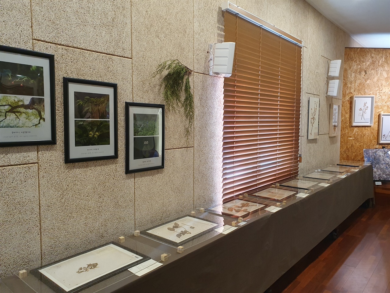 면형의 집 3층에서 10월 1일부터 11월 30일까지 열리는 전시회에서는 타케 신부가 채집한 식물표본 30여 점과 왕벚나무 구상나무 관련 사진과 영상을 공개하고 있다.