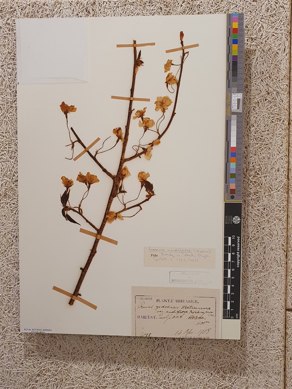 1908년 한라산 해발 600미터 지점에서 타케 신부가 채집한 왕벚나무 표본의 사본. 독일 베를린대 쾨네 교수에게 보내 한라산이 왕벚나무 자생지임을 세계 최초로 알리게 했다.