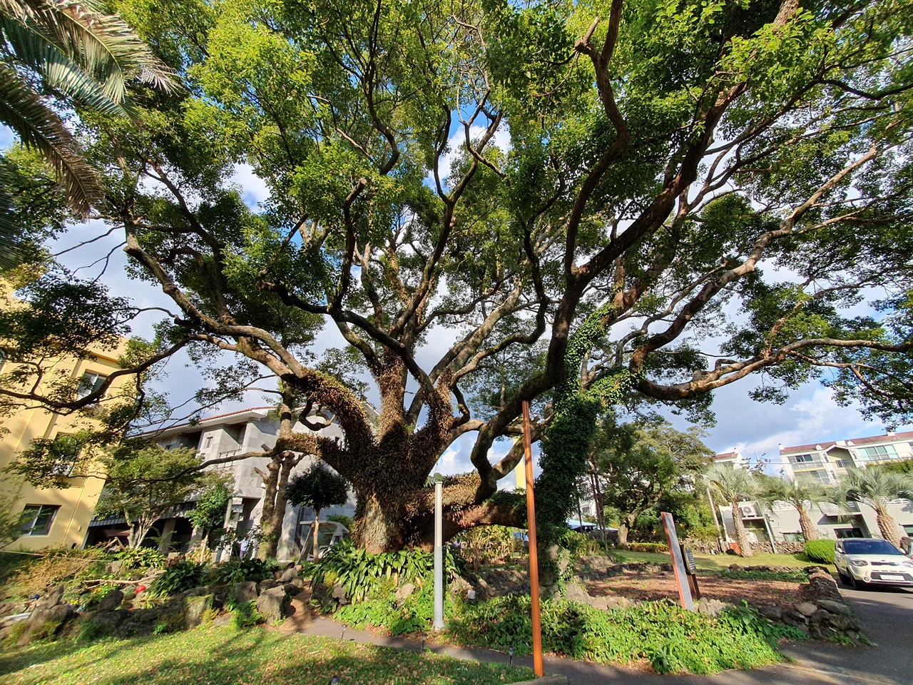 서귀포 면형의 집 정원에는 수령 250년의 녹나무(수고 16.5미터)가 위용을 뽐내고 서 있다.