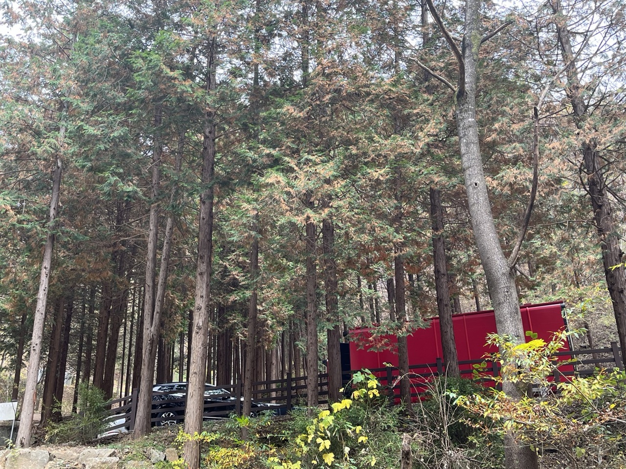 성수산 왕의 숲 편백 나무 사이 캐빈 하우스