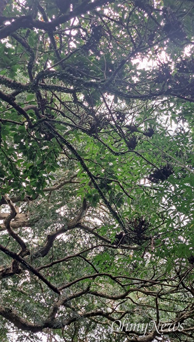 천연기념물 제374호인 제주 구좌읍 평대리 비자나무숲에서 자라는 아왜나무에 빗자루병이 발생했다.