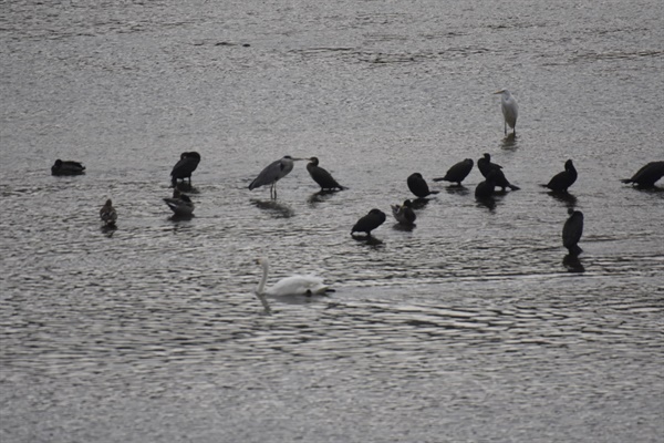 민물가마우지가 점령한 금호강. 그 앞에로 최근에 날아온 큰고니 한 마리가 유유히 유영하고 있다. 뒤에 있는 흰 새는 백로.