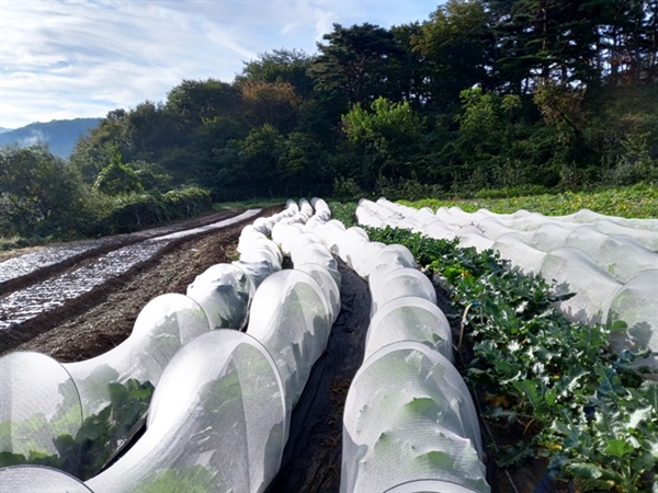 배추 유기농 농사가 기후변화 때문에 갈수록 어려워진다. 그나마 한랭사로 망을 씌워 벌레를 막아 배추를 수확할 수 있었다.