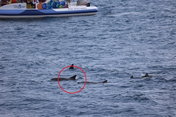 2013년 야생방류된 제돌이(붉은원)가 동료 남방큰돌고래들과 살아가는 제주 바다에는 관광선박이 가까이 다가와 돌고래를 위협하는 사례가 자주 발생한다.