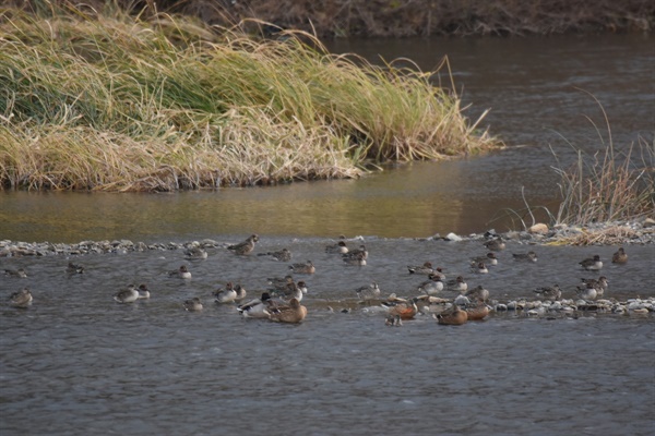 다양한 겨울철새들이 금호강 팔현습지를 찾았다. 