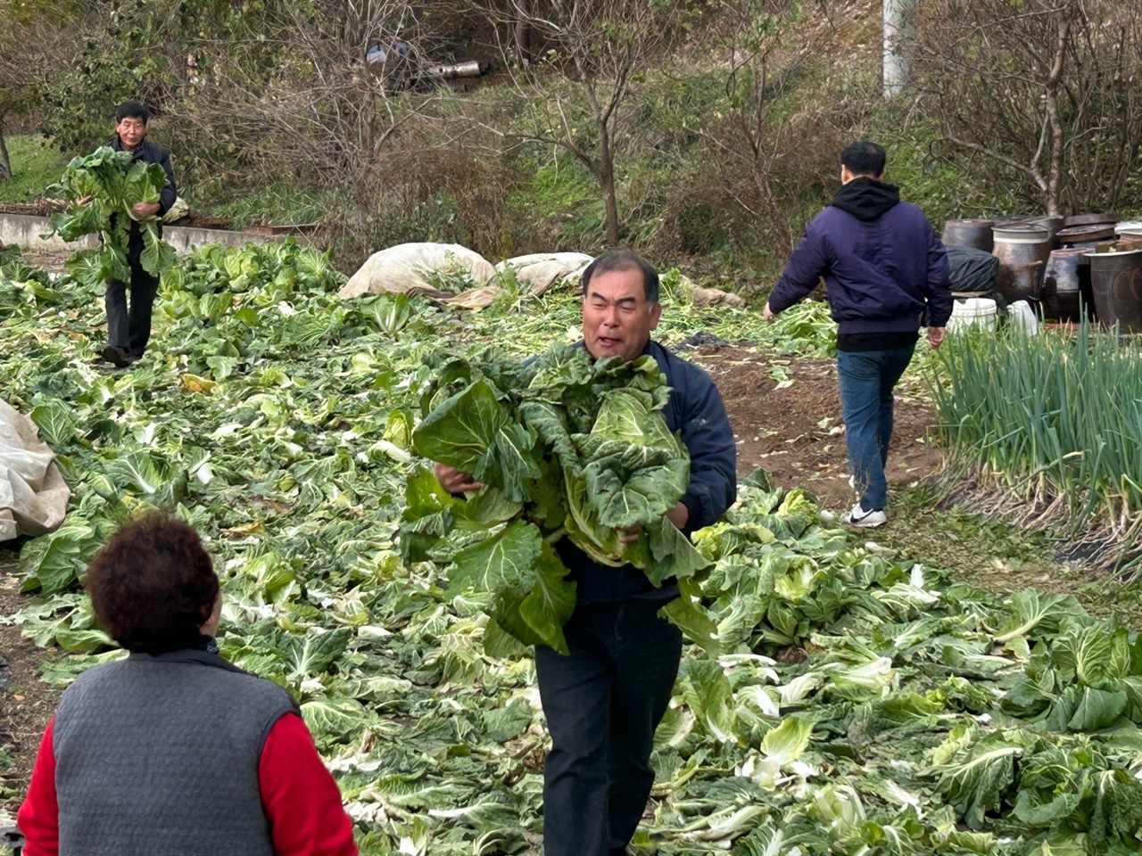김장환 씨가 재배한 배추를 회원들이 나르고 있다. 