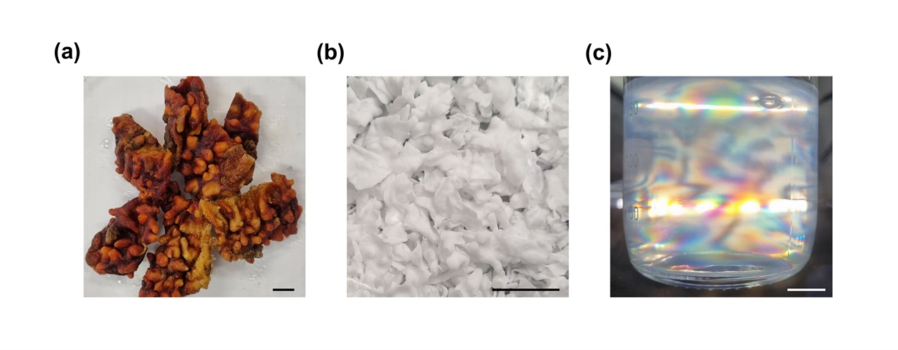 GIST 신소재공학부 윤명한 교수와 인하대학교 화학공학과 심봉섭 교수 공동연구팀이 연구한 (a) 멍게껍질 (b) 멍게껍질에서 추출한 셀룰로오스 (c) 나노화된 셀룰로오스
