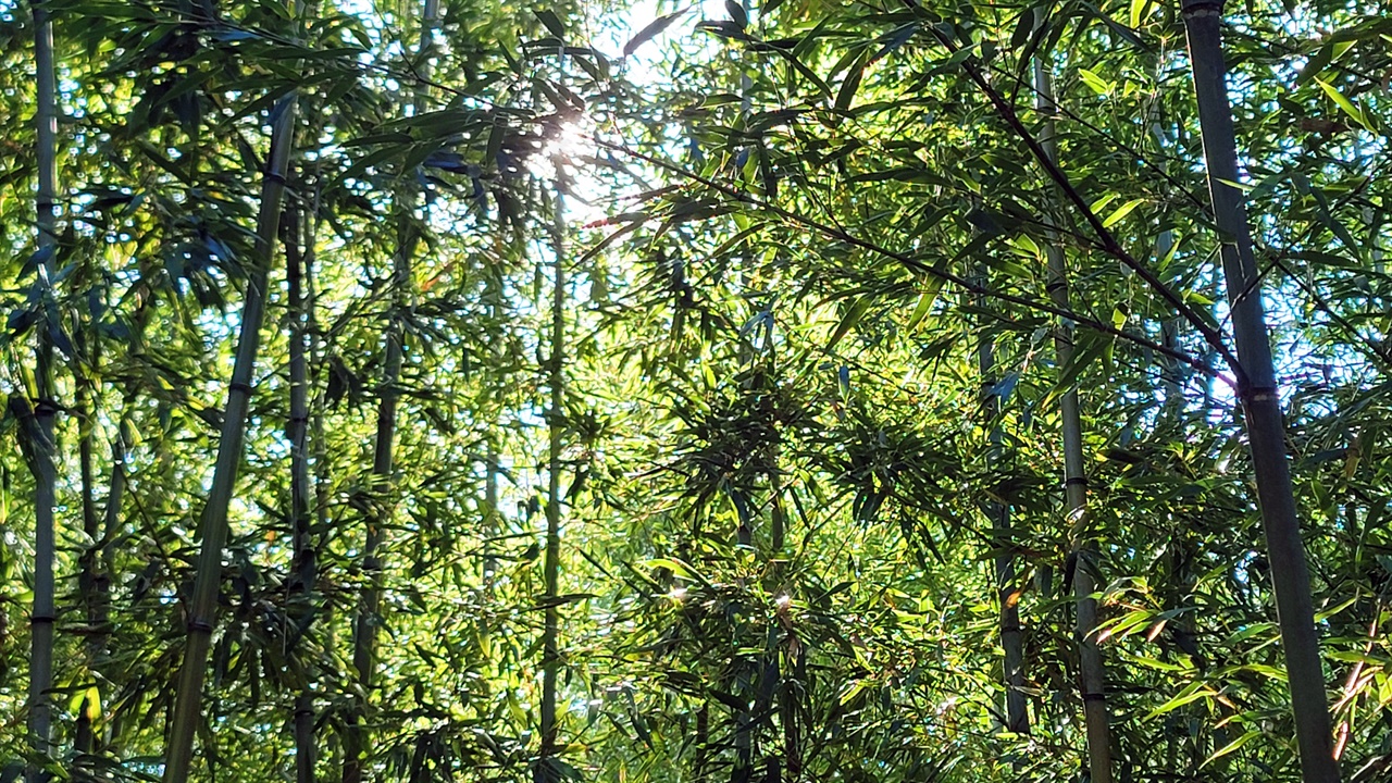 울울창창한 월아산 숲속의 진주 대나무숲