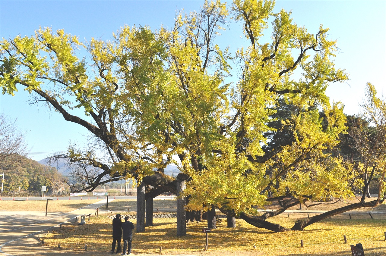 도동서원 앞에 일명 김굉필나무로 불리는 수령 400년 된 은행나무가 웅장한 모습으로 서 있다.
