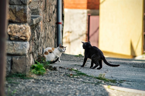 길 위의 고양이들, ⓒ popovski, 출처 Unsplash 