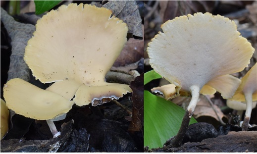 작은노란대구멍장이버섯은 울릉도에서 최초로 발견되어 국가생물종목록에 기재된 목재부후균이다.