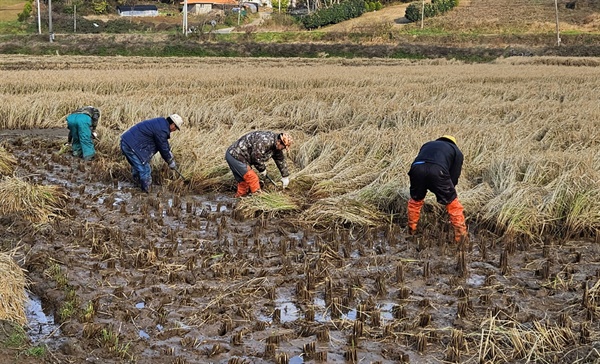 지난 19일 태안군 안면읍 중장1리 주민들이 낫으로 벼를 수확하고 있다.
