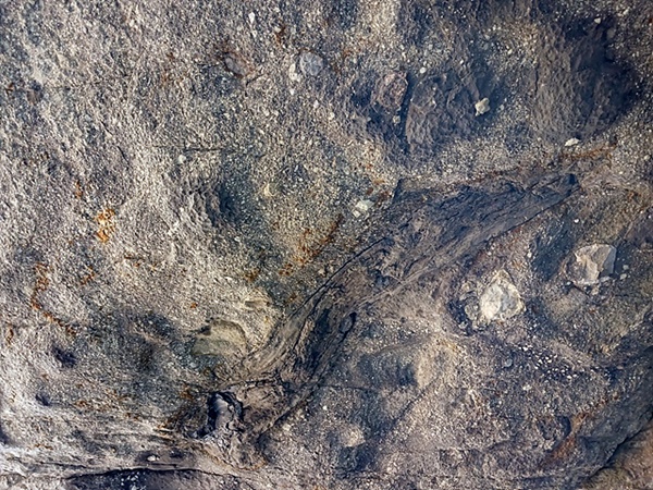 바위 사이에 박혀있는 규화목 화석 모습.규화목 화석은 지층에 묻힌 나무줄기의 세포 속에 물에 녹은 이산화규소가 스며들어 형성된 나무화석을 말한다. 