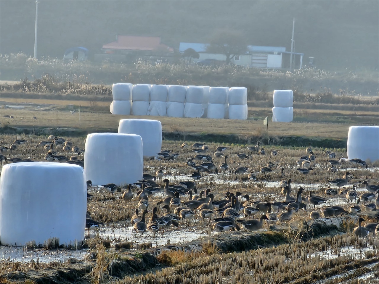 천수만 농경지 위에는 시멜로처럼 보이는 하얀색 곤포사일리지가 쌓여있다.