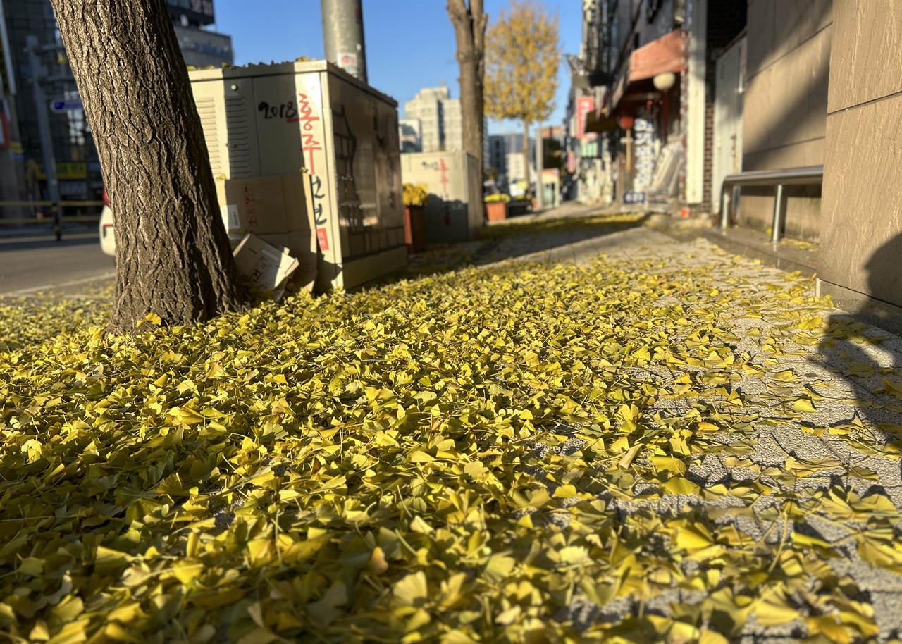 영하권 기온을 기록하면서, 홍성읍 주요 도로변 가로수는 약한 바람에도 순식간에 많은 잎이 떨어지면서 가을이 지나가고 있음을 알 수 있다. 