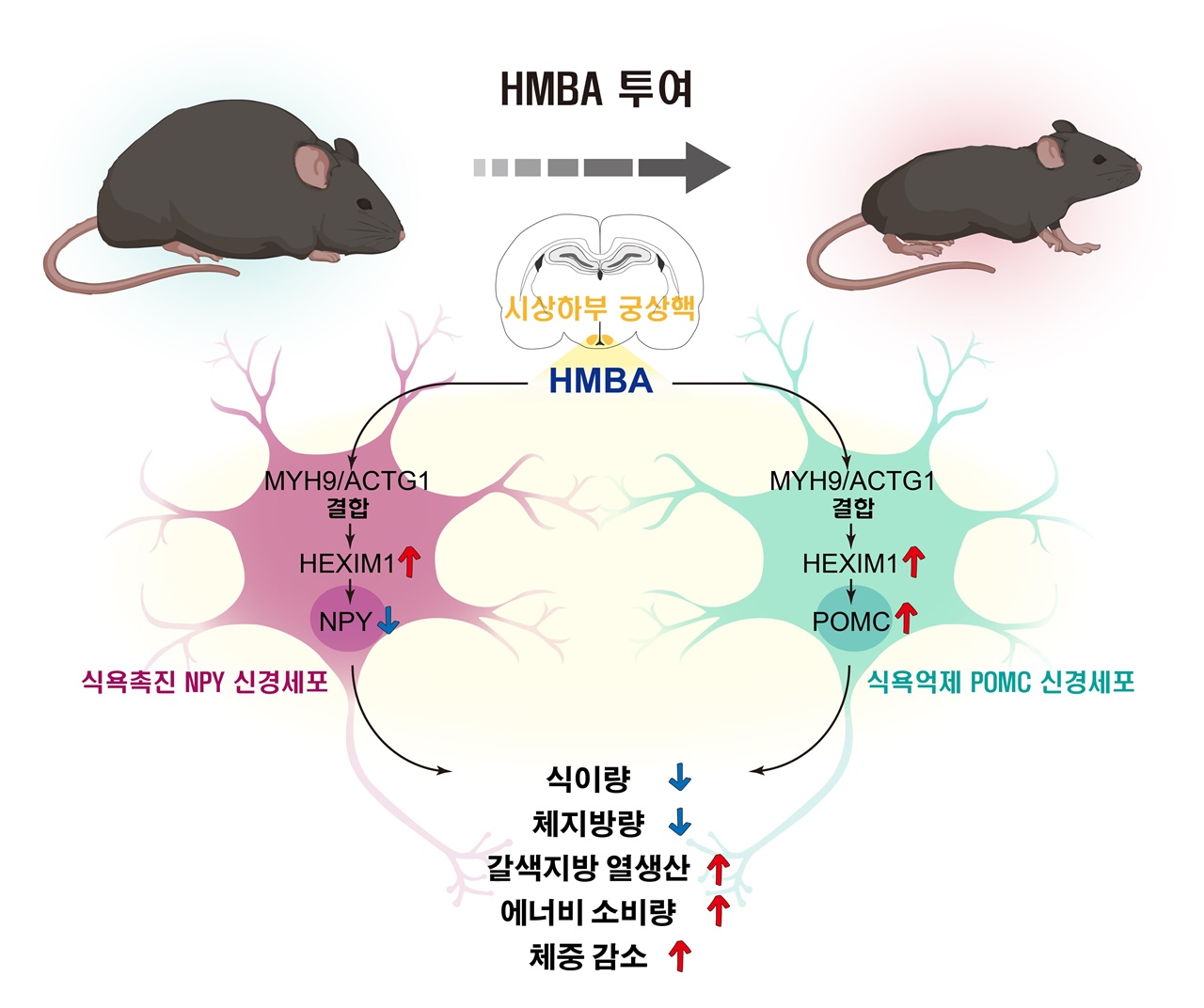고지방식이로 유도된 비만 마우스에 HMBA를 투여했을 때 HMBA가 뇌 시상하부 궁상핵의 식욕 촉진 펩티드 NPY를 만드는 신경세포와 식욕 억제 펩티드 POMC를 만드는 신경세포에서 각각 NPY 발현을 감소시키는 반면, POMC 발현을 증가시켜 식욕 저하, 체지방량 감소, 갈색지방 열 생산 증가, 에너지 소비량 증가 및 체중 감소 등의 대사 개선 효과를 유발한다.