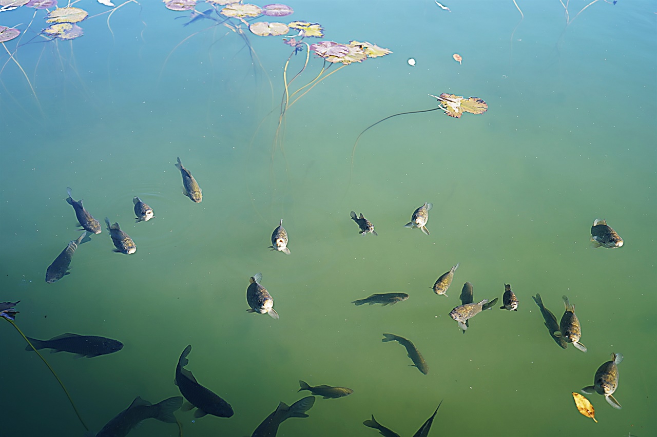 대전 한밭수목원 호수의 물고기들