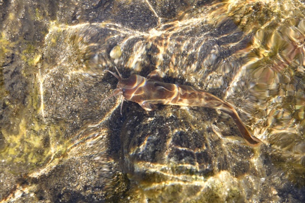 맑은 지리산 엄천강 물속에서 우리 고유종 물고기 자가사리 한 마리가 유영하고 있다. 