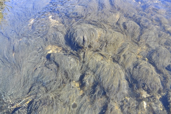 이 맑은 강에서도 무분별한 축사의 난립으로 부영영화가 심각하다. 그 증거가 저런 부착조류의 번성이다. 