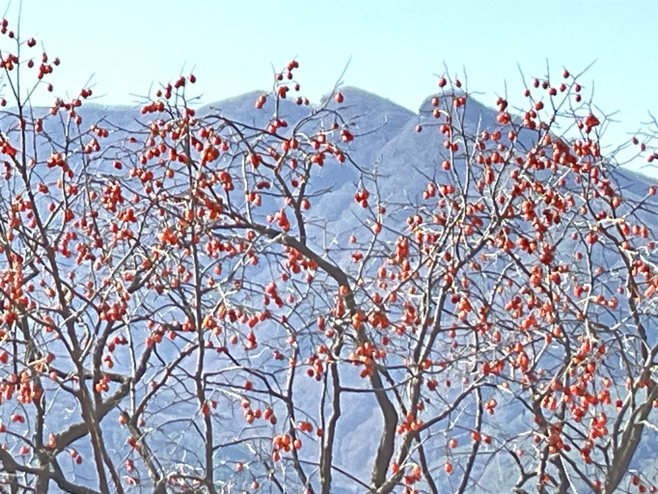 지리산 안국사 감나무
